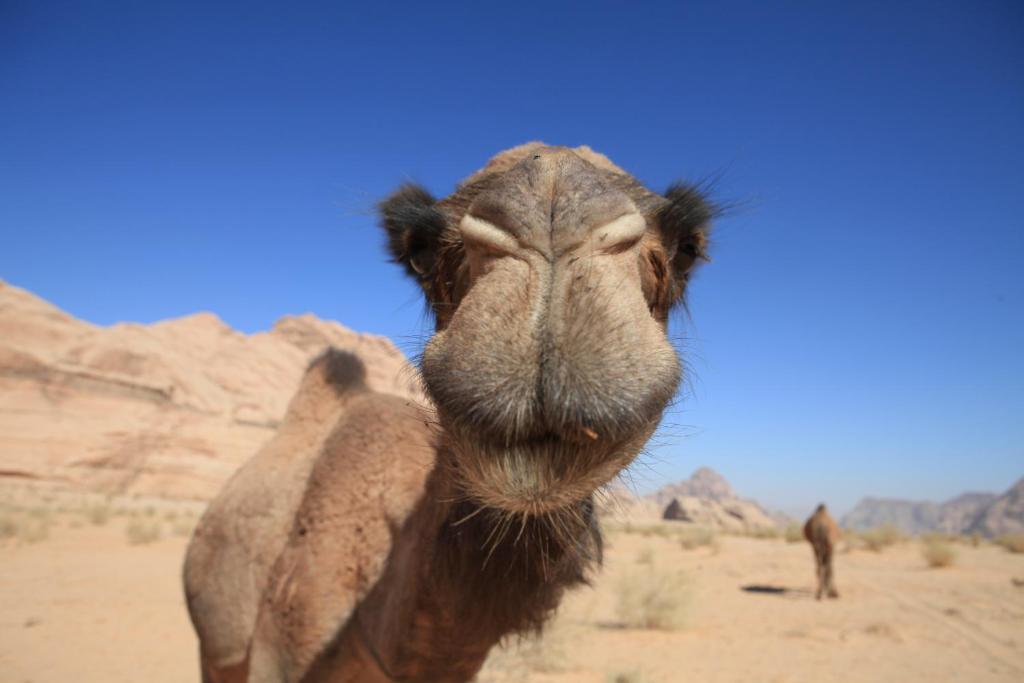 Bedouin Expedition 와디럼 외부 사진