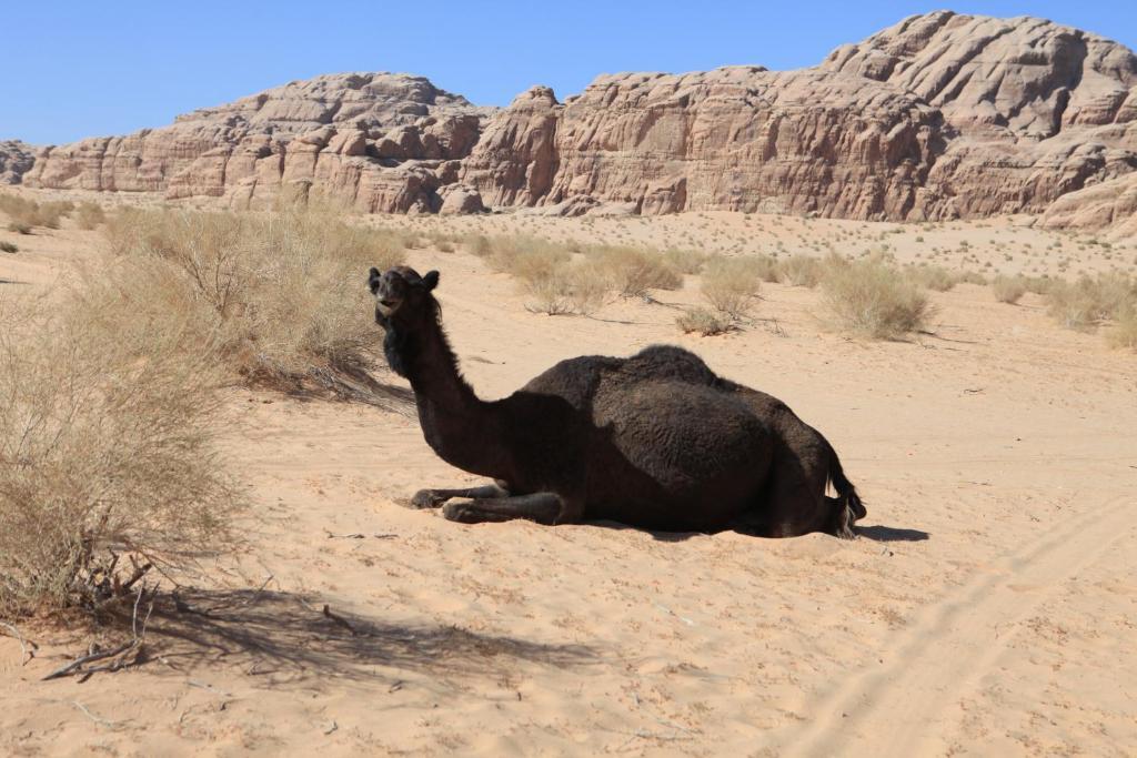 Bedouin Expedition 와디럼 외부 사진